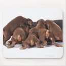 Suche nach dobermann mousepads Studioschuß