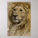 Suche nach afrikanischer löwe poster Männlich