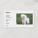 Suche nach bichons visitenkarten Bichon frise