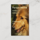 Suche nach für collies visitenkarten Welpe