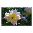 Suche nach zinn poster Blume