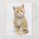 Suche nach neugier postkarten Katze