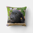 Suche nach labrador retriever kissen Niedlich