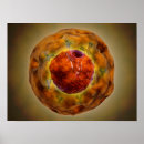 Suche nach chromosomen poster Dna