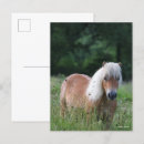 Suche nach palomino postkarten Tier