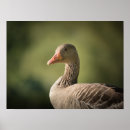 Suche nach gänse poster Foto