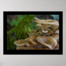 Suche nach kröte poster Wild lebende tiere