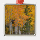 Suche nach espe ornamente Wald