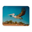 Suche nach pelikane magnete Fotografie