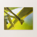 Suche nach betender mantis Grün