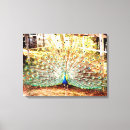 Suche nach pfau leinwandbilder Jede person