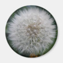 Suche nach dandelion magnete Saatgut