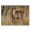Suche nach impala Wild