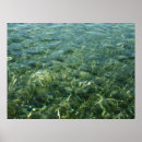 Suche nach seegras poster Fotografie