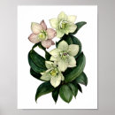 Suche nach aquarelldruck poster Blume
