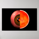 Suche nach menschliches auge poster Biologie