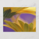 Suche nach makrophotographie postkarten Nah up