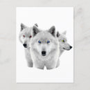 Suche nach weißer wolf postkarten Winter