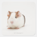 Suche nach guinea pig aufkleber Haustiere