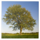 Suche nach ahornbaum fliesen Natur