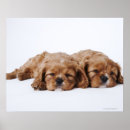 Suche nach cavalier king charles spaniel poster Tier