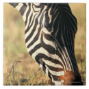Suche nach afrikanisches tier fliesen Natur