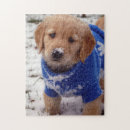 Suche nach golden retriever puzzle Welpe