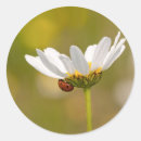 Suche nach ladybird aufkleber Rot