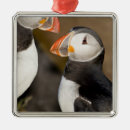 Suche nach puffin ornamente Tierwelt