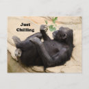 Suche nach chimp postkarten Witzig