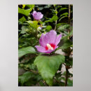 Suche nach hibiscus poster Blume