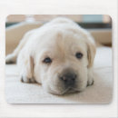 Suche nach goldene welpen mousepads Haustier