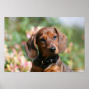 Suche nach glatte dackel poster Zwergteckel