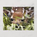 Suche nach hirsch postkarten Reh