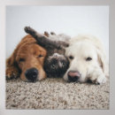 Suche nach zwei hunde poster Liebhaber