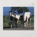 Suche nach paint horse postkarten Foto