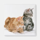 Suche nach interessen magnete Babytiere