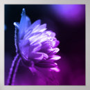 Suche nach helle blumen poster Fotografie