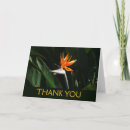 Suche nach paradiesvogel blume Jede person