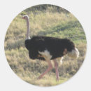 Suche nach emu aufkleber Zoo