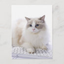 Suche nach ragdoll katzen postkarten Katzenliebhaber