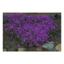 Suche nach phlox Lila phlox
