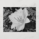 Suche nach tageslilien postkarten Blumenreich