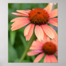 Suche nach echinacea poster Natur
