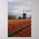 Suche nach rote tulpen poster Frühling