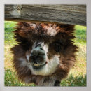 Suche nach alpaca poster Niedlich