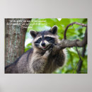 Suche nach raccoons poster Natur