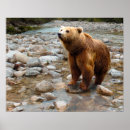Suche nach braunbären poster Für alle