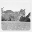 Suche nach aufmerksamkeits aufkleber Fokus