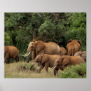Suche nach herde poster Baum